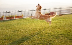 A happy jumping dog behind a metal Dog Fence in Bloomington IL