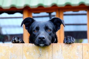 Happy dog looking over a Dog Fence in Decatur IL