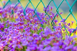 Chain Link Fence East Peoria IL