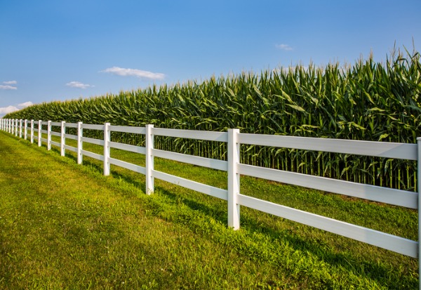 A cornfield with a white vinyl rail fence protecting it from trespassers in Illinois