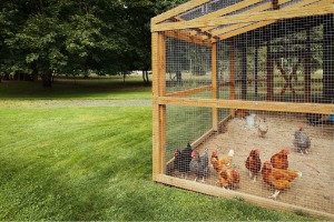 Commercial Kennels build to keep chickens in Central Illinois