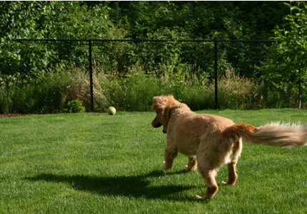 A dog chases after a ball in a back yard protected with chain link, which is an option for Fencing on a Budget